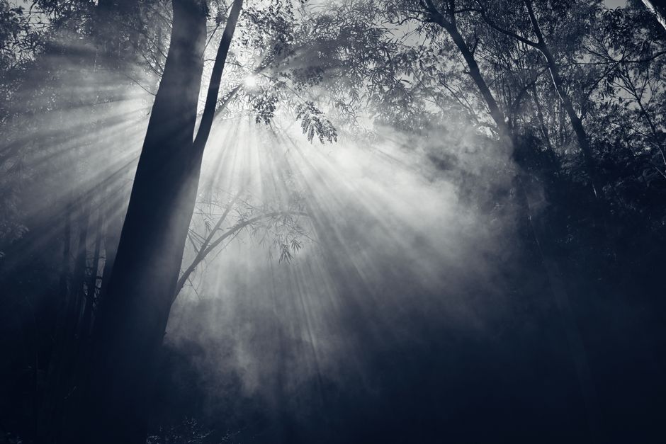 Dramatic sun rays penetrate through a misty forest, creating a serene and mystical atmosph