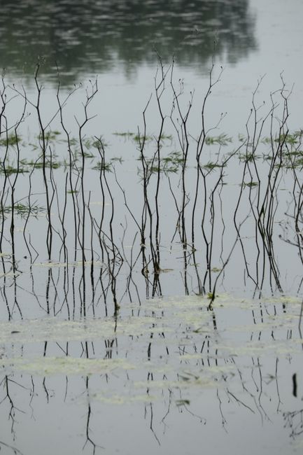 Tranquil wetland scene with tall reeds reflecting on calm water.