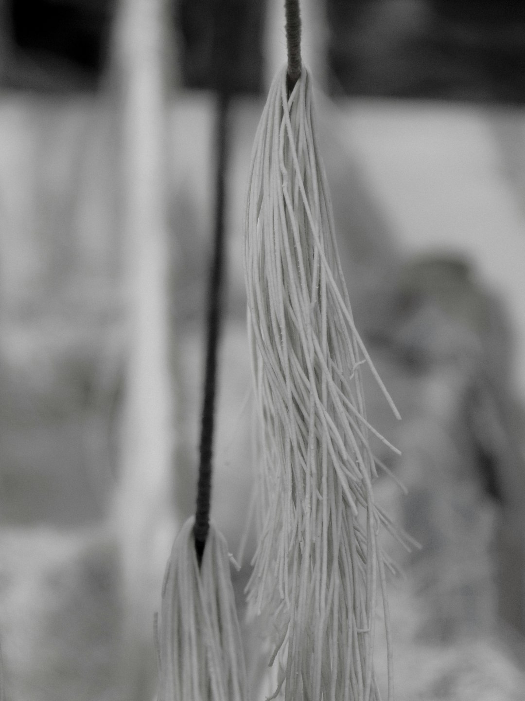 a close-up of a plant